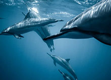 Kaiyuan Cards Game-天津业余球队晋级足协杯正赛